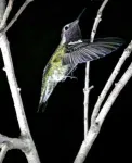 Hummingbirds' unique sideways flutter gets them through small apertures 2