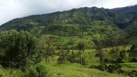 Hundreds of Andean bird species at risk due to deforestation: New research shows how to protect them