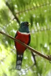 Hundreds of Andean bird species at risk due to deforestation: New research shows how to protect them 2