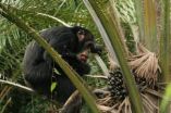 Hunger for vegetable oil means trouble for Africas great apes