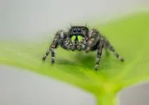 Hungry eyes: Spiders lose vision when they're starving 2