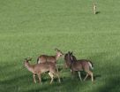 Hunting gives deer-damaged forests in state parks a shot at recovery