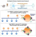 Huntingtons Disease: Neural traffic could help understand the disease