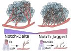 Hybrid cells cause chaos around cancers