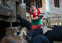 Hybrid job training improves participation for women in Nepal, study finds