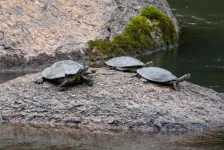 Hydroelectric power plants in Brazil threaten turtles that depend on rapids, study warns