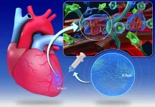 Hydrogel injection may change the way the heart muscle heals after a heart attack