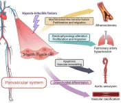 Hypoxia and panvascular diseases: exploring the role of hypoxia-inducible factors in vascular smooth muscle cells under panvascular pathologies