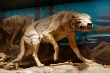 Ice Age saber-tooth cats and dire wolves suffered from diseased joints