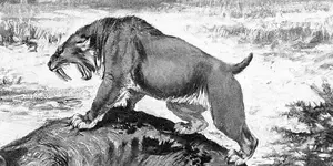 Ice Age saber-tooth cats and dire wolves suffered from diseased joints 2