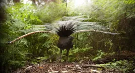 Iconic Australian bird reveals hidden farming talent