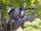 Iconic boreal bird species declining in the Adirondacks, study says