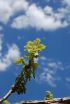 Iconic Minnesota conifers may give way to a more broad-leafed forest in the next century