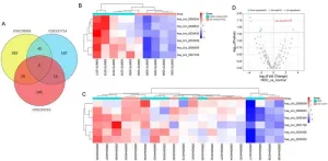 Identification and validation of the Hsa_circ_0001726/miR-140-3p/KRAS axis in hepatocellular carcinoma based on microarray analyses and experiments