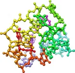 Identification of Oligo-DNA that promotes skeletal muscle differentiation