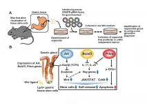 Identification of three genes that determine the stemness of gastric tissue stem cells