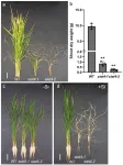 Identifying a silicon transporter to improve the yield of rice