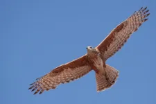 Identifying Australia's most elusive birds