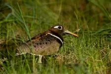 Identifying Australia's most elusive birds 2