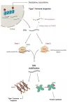 Identifying how chemotherapy drug works could deliver personalized cancer treatment