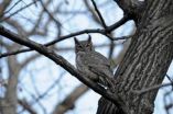 If you cut down a tree in the forest, can wildlife hear it?