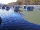 Igloo-shaped 'Poo-Gloos' eat sewage