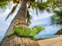 Iguanas floated one-fifth of the way around the world to colonize Fiji