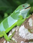 Iguanas floated one-fifth of the way around the world to colonize Fiji 2