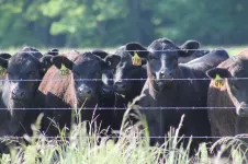 Illinois-led team puts cows and microbes to work to reduce greenhouse gases