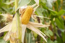 Illinois researchers develop near-infrared spectroscopy models to analyze corn kernels, biomass