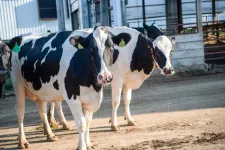 Illinois study: Extreme heat impacts dairy production, small farms most vulnerable