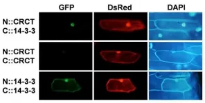 Illuminating the mechanism behind how plants regulate starch synthesis