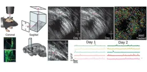 Imaging deep brain activity with microprisms