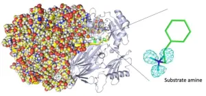 Imaging the smallest atoms provides insights into an enzyme's unusual biochemistry