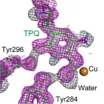 Imaging the smallest atoms provides insights into an enzyme's unusual biochemistry 2