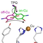 Imaging the smallest atoms provides insights into an enzyme's unusual biochemistry 3