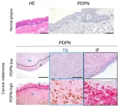 Immobilizing melanoma