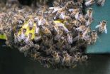 Immune cells cluster and communicate like bees, researcher says