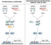 Immune cells have a backup mechanism