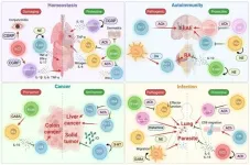 Immune cells speak the language of nerves: HKU team reviews emerging roles of neurotransmitters in immunity
