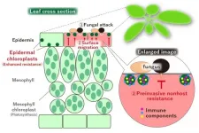 Immune function of small chloroplasts in the epidermal cells of plants