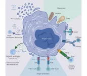 Immunological face of megakaryocytes