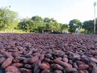 Impact of cocoa agroforestry on bird diversity