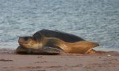 Important migratory corridor for endangered marine species off north-west Australia 2