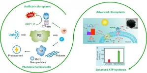 Improve photosynthesis performance via photosystem II-based biomimetic assembly