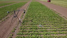 Improving crops with laser beams and 3D printing