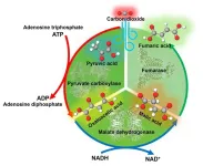 Improving fumaric acid production efficiency through a ‘more haste, less speed’ strategy