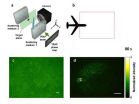 Improving imaging of cancerous tissues by reversing time