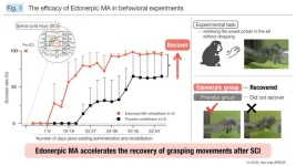 Improving rehabilitation after spinal cord injury using a small compound oral drug