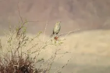 In a desert seared by climate change, burrowers fare better than birds